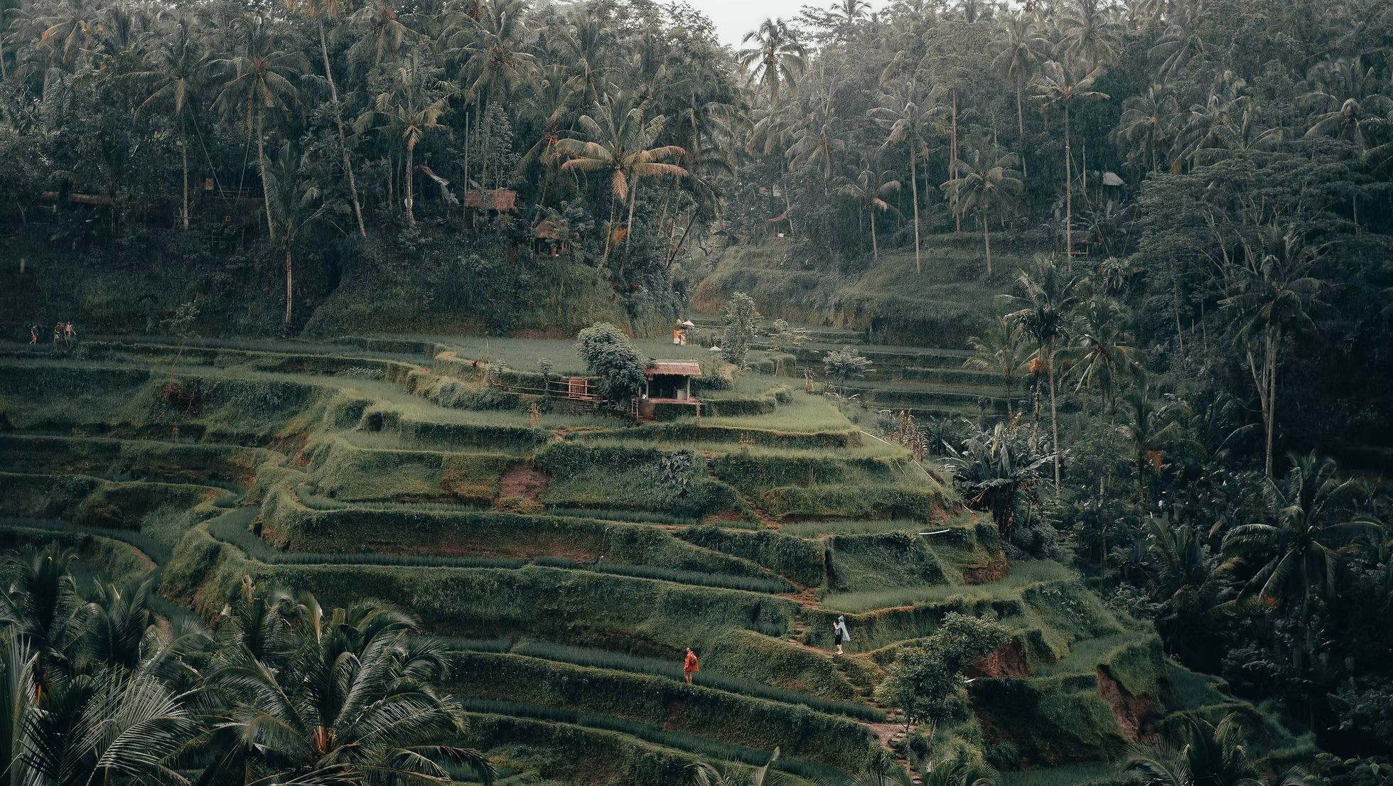 Rice terraces and palm trees in Ubud, Bali